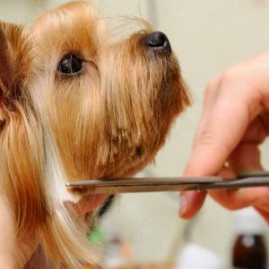 dog being groomed