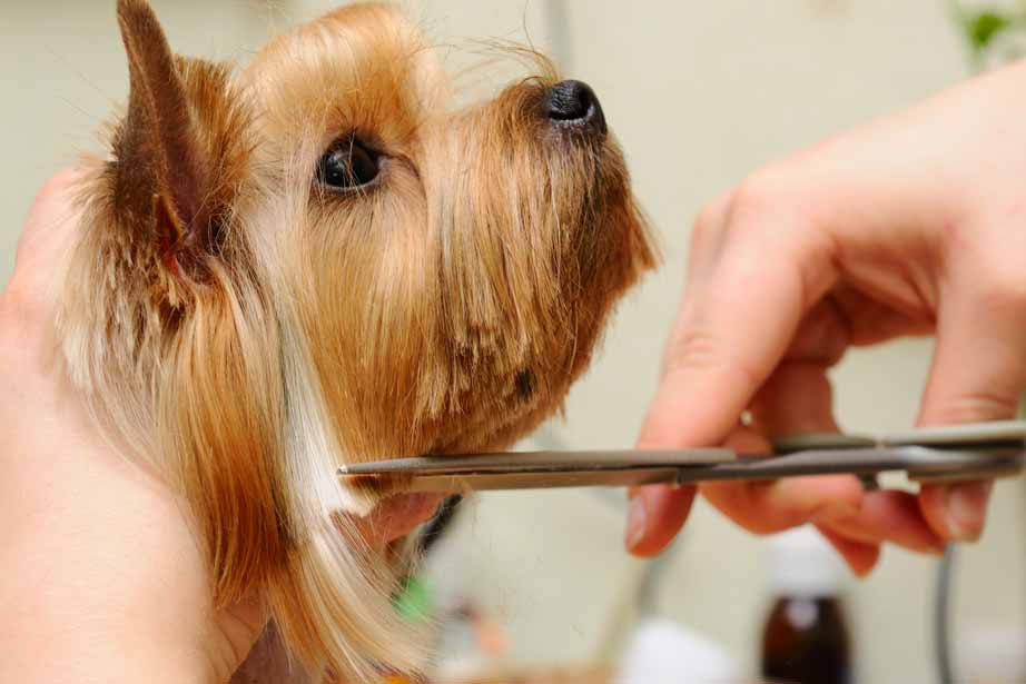 Top 10 Reasons To Become A Dog Groomer - Dog Grooming School - Pet