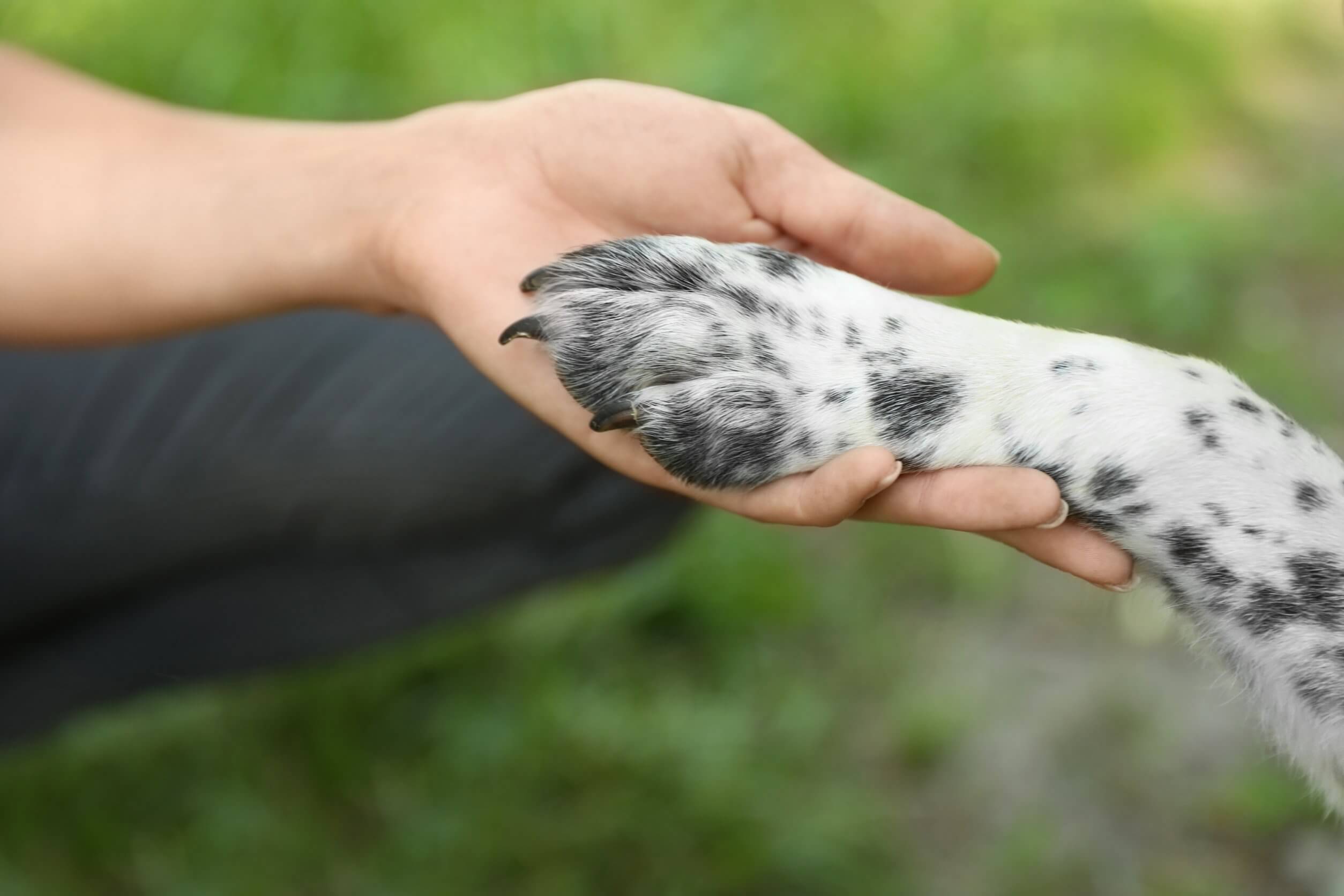 Dog Nail Trimming: How to Cut Dog Nails the Safe and Stress-Free Way | PetMD