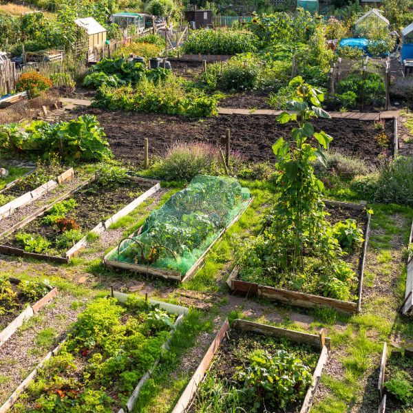 Allotment Management Level 3