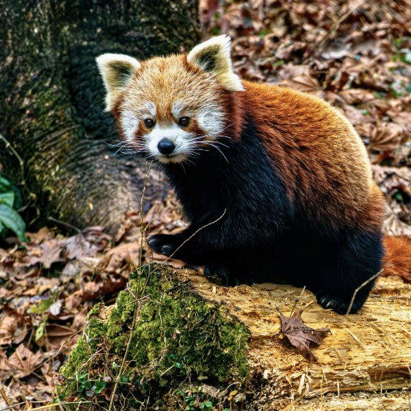 Zoology and Animal Welfare