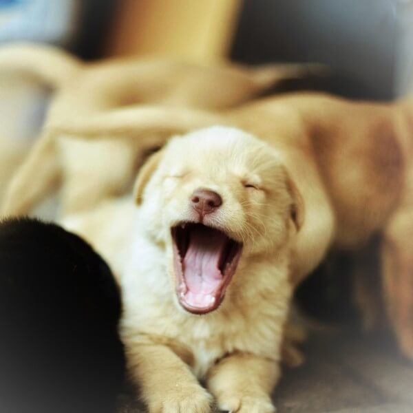 Canine Science Level 3 & Domestic Animal Care Level 3