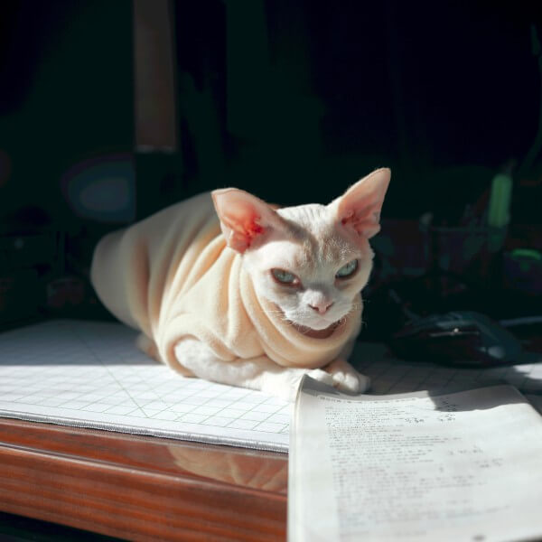 Feline Studies Level 3 & Domestic Animal Care Level 3