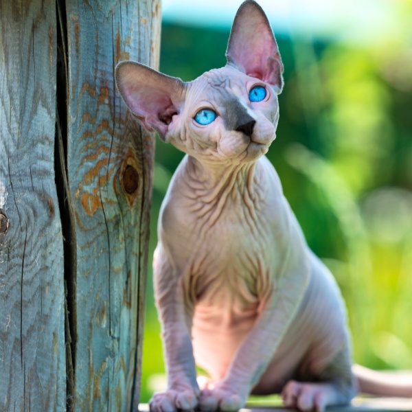Kennel and Cattery Management Level 3